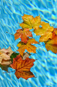 leaves in swimming pool